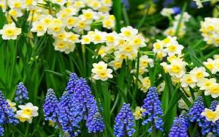 Каталог садовых цветов - названия, фото и описание садовых цветов Садовые цветы с мелкими цветами